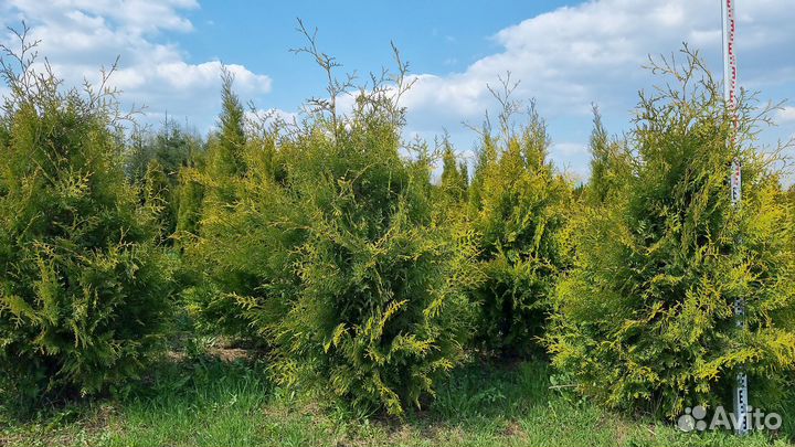 Туя Смарагд