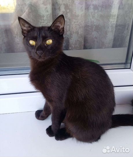 Кошечка в дар