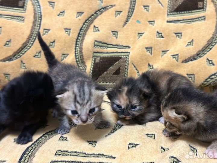 Шотландские котята