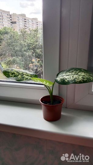 Диффенбахия