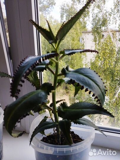 Большой Каланхоэ лечебное