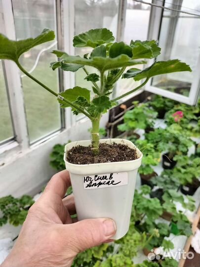 Пеларгония герань сортовая