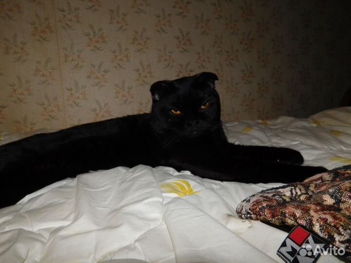 Шотландский котик ищет кошку