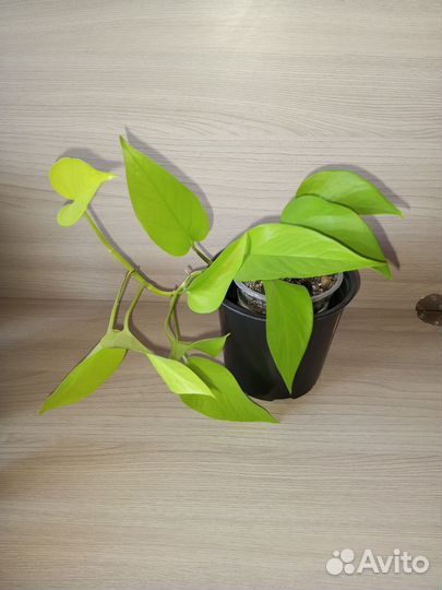 Комнатные растения (цветы) для дома и офиса 1