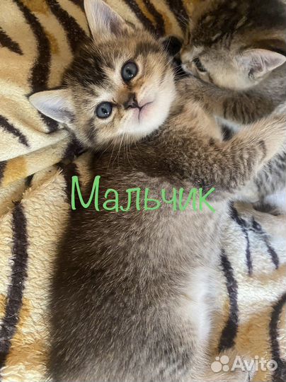 Шотландские котята