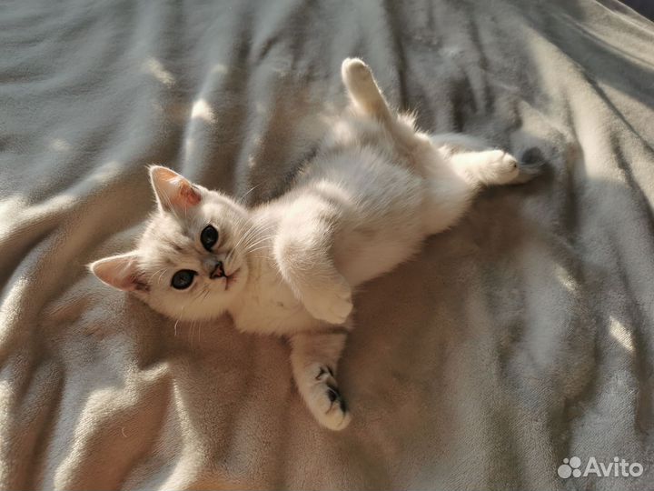 Британские котята