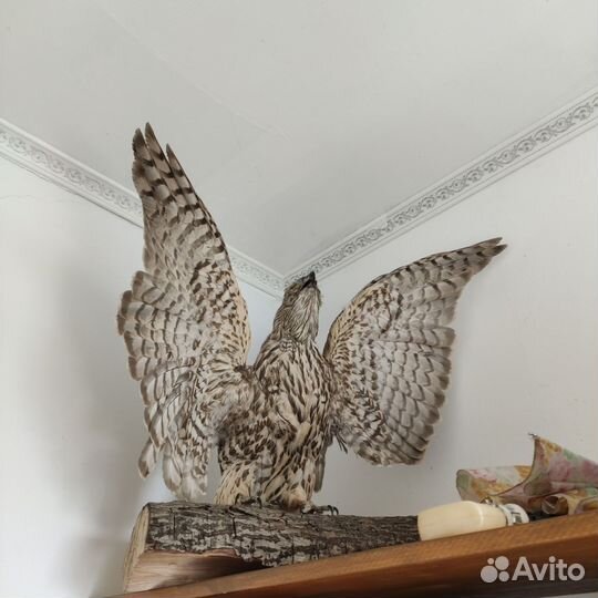 Чучело ястреба