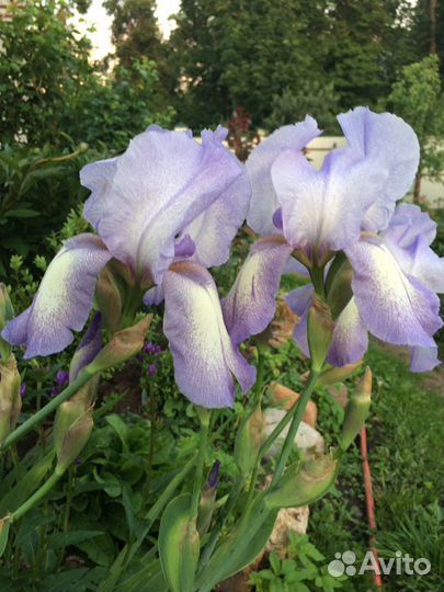 Ирисы