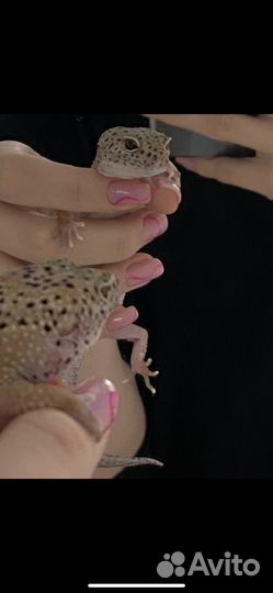 Ящерица эублефар