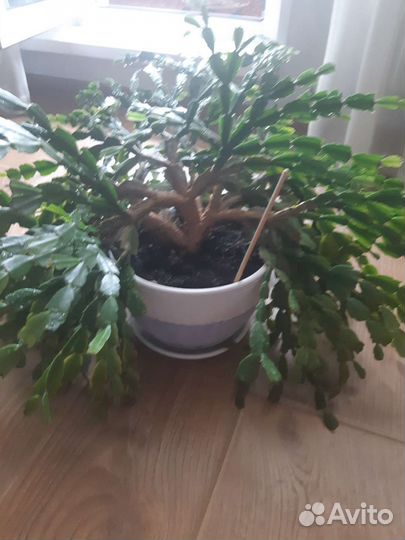 Цветок декабрист