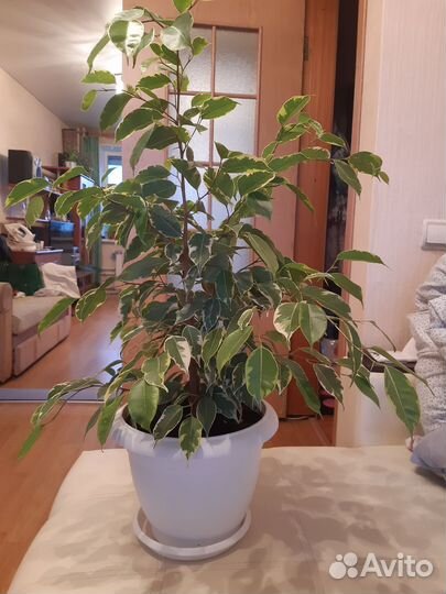 Фикус бенджамина пестролистный