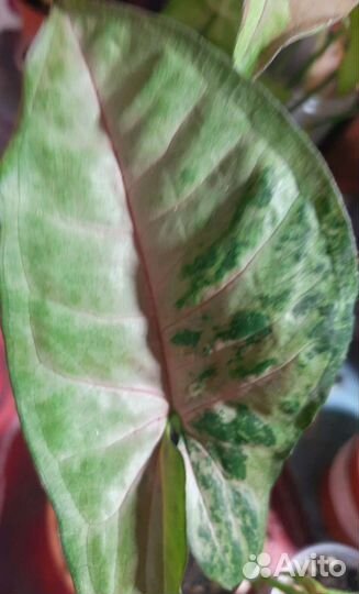 Сингониумы сортовые