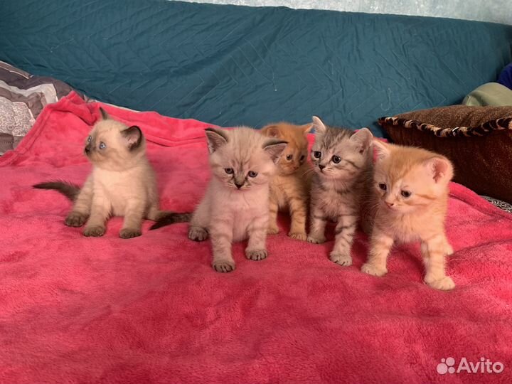 Котята британцы помесь.на бронь