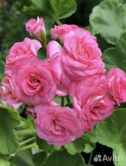 Пеларгония сортовая Grainqees antigue rose