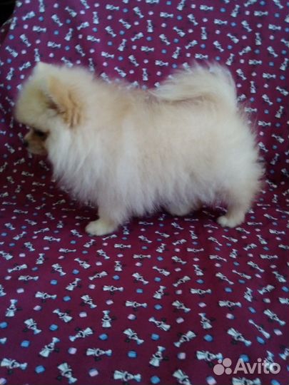 Щенки шпица мини