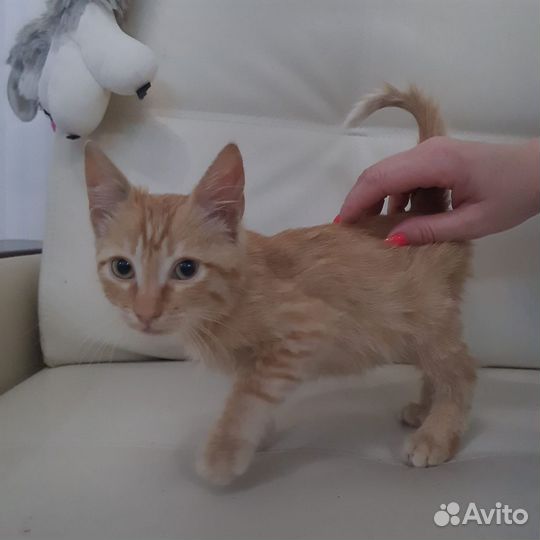 Рыжий красавчик в дар
