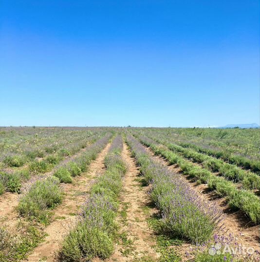 Лаванда саженцы