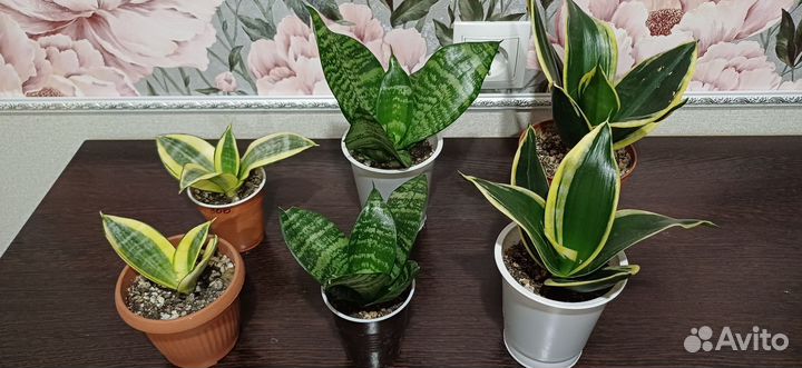 Комнатные растения