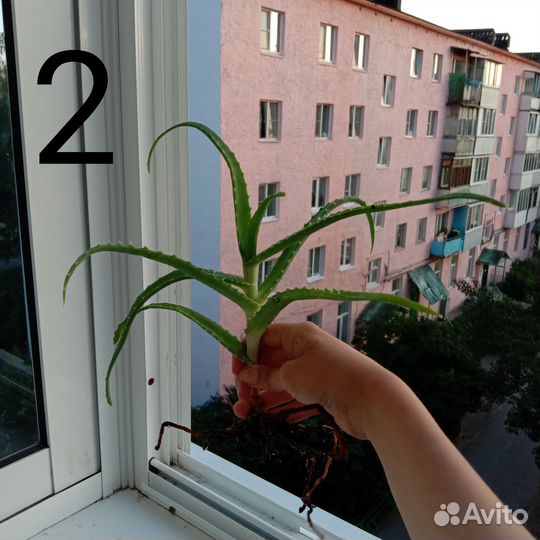 Алое столетник