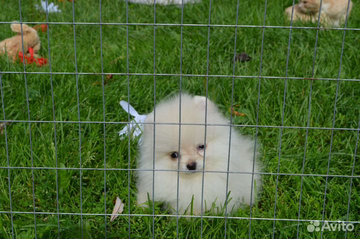 Деврчка пом супер мини