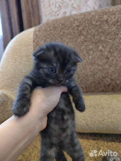 Котята Шотландской вислоухой