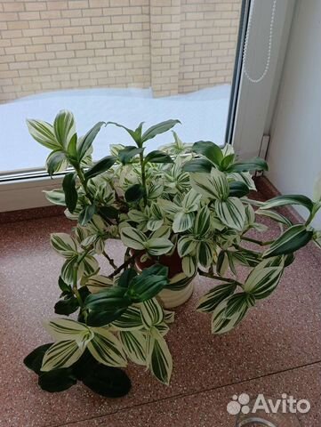 Традесканция