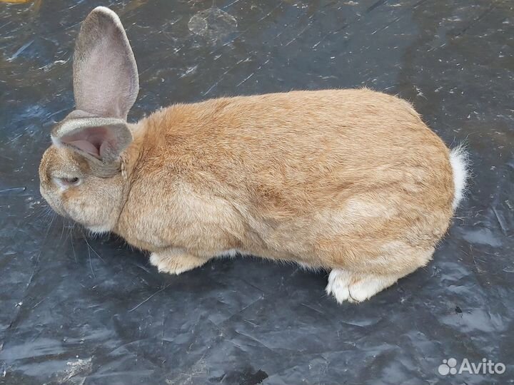 Кролики мясных пород великаны