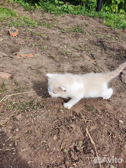 Котята мама британка