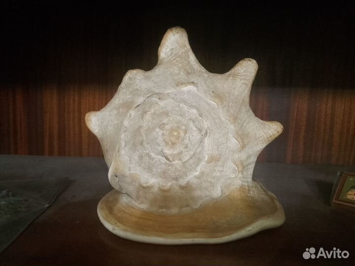 Морская раковина Средиземного моря