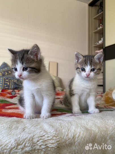 Котята бесплатно