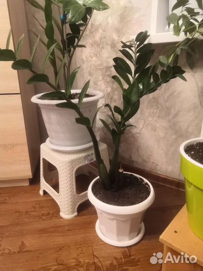 Замиокулькас