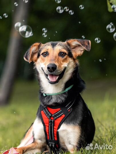 Собака в добрые руки