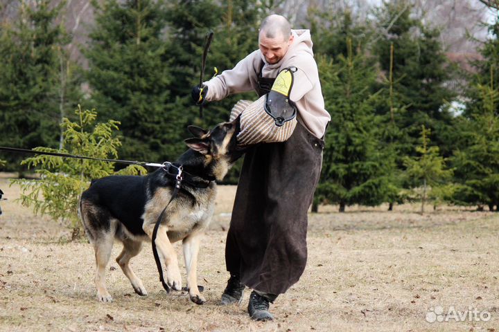 Дрессировка собак (послушание, защита)