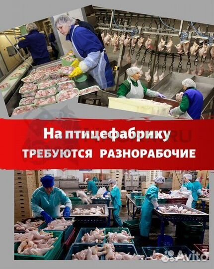 Разнорабочий на птицефабрику Тверская область