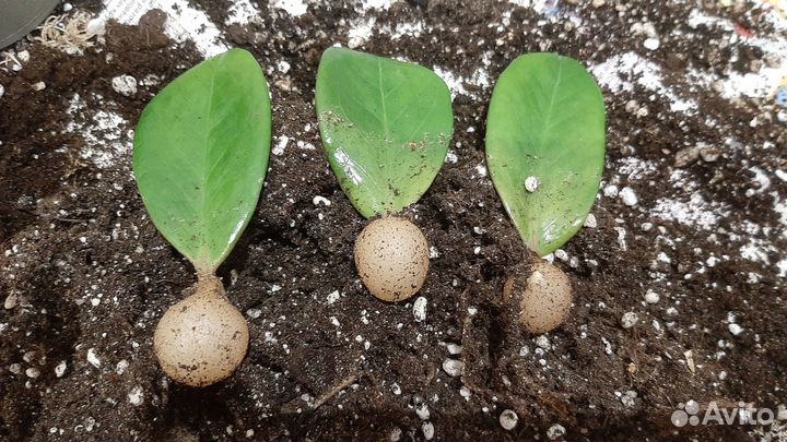 Замиокулькас замиофолия