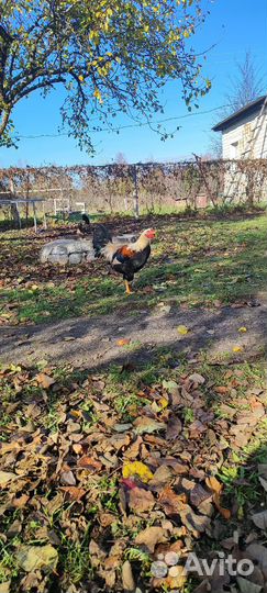 Молодые Петухи