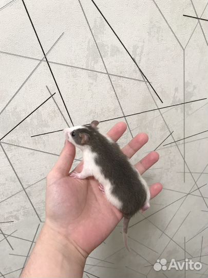 Декоративные Крысы разных окрасов (см. описание)