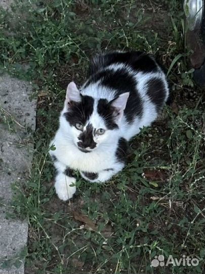 Котик далматин