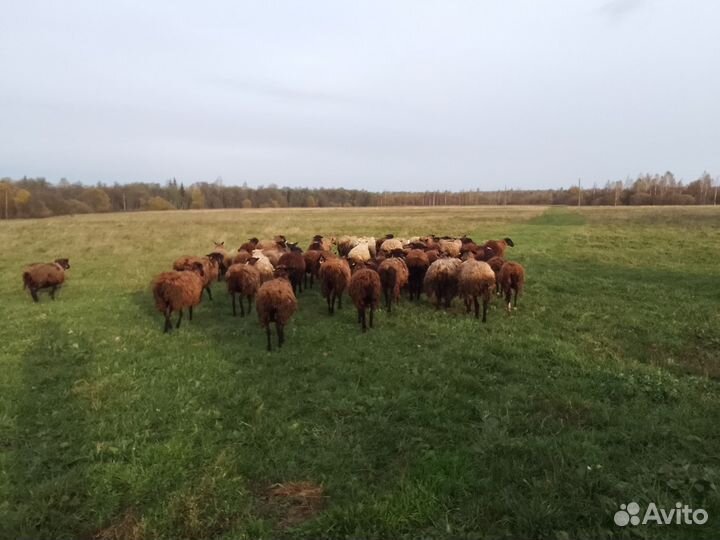 Бараны и овцематки
