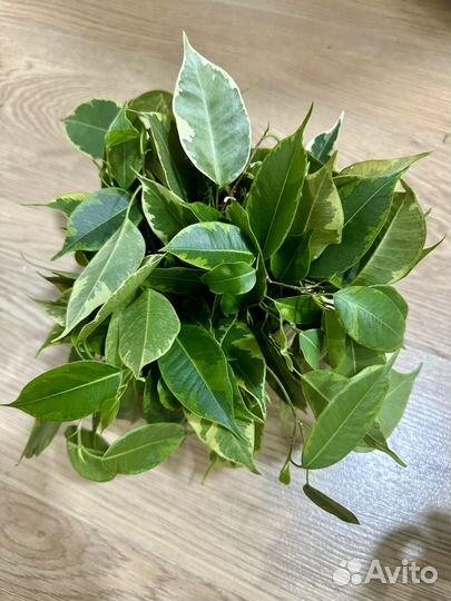 Фикус лакия, бафт, моник, голден моник