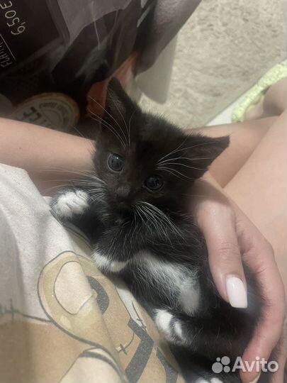 Домашние животные