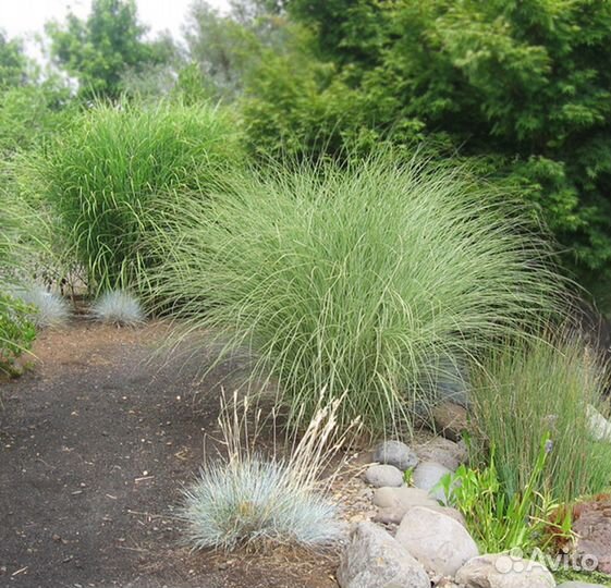 Мискантус китайский