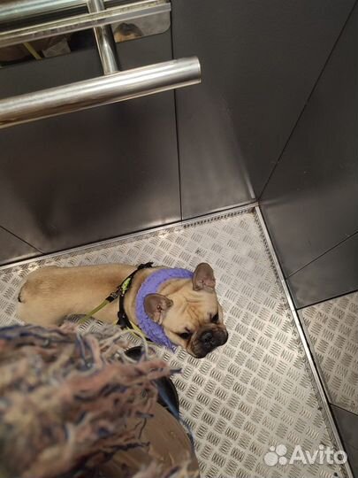 Французский бульдог кабель вязка