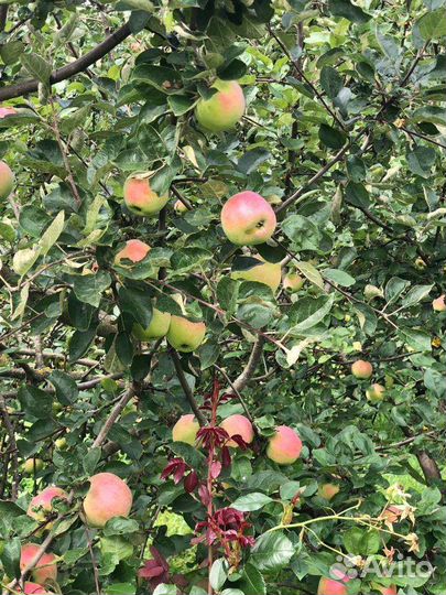 Яблоки домашние