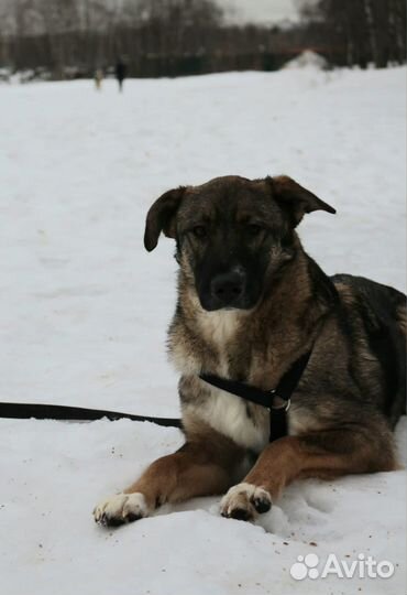 Молодой Гефест тоскует в приюте