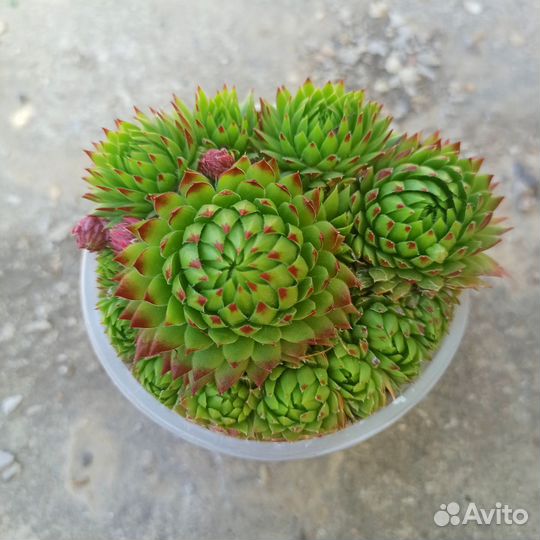 Молодила. Садовые суккуленты