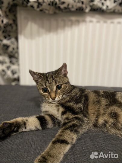 Кошка