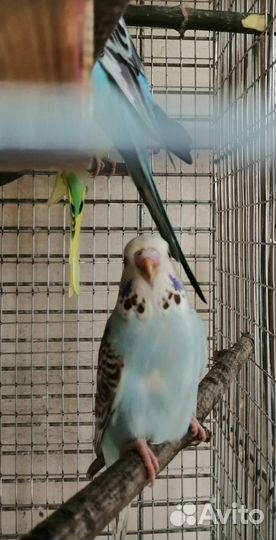 Волнистый попугай