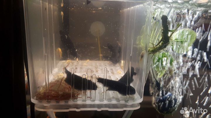 Аптеронотус(Рыбка Черный нож)