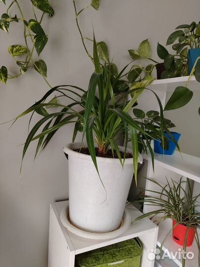 Комнатные растения цветы